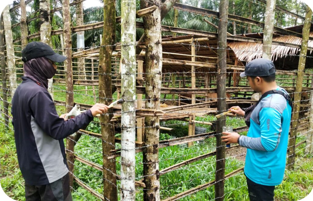 pemasangan kandang