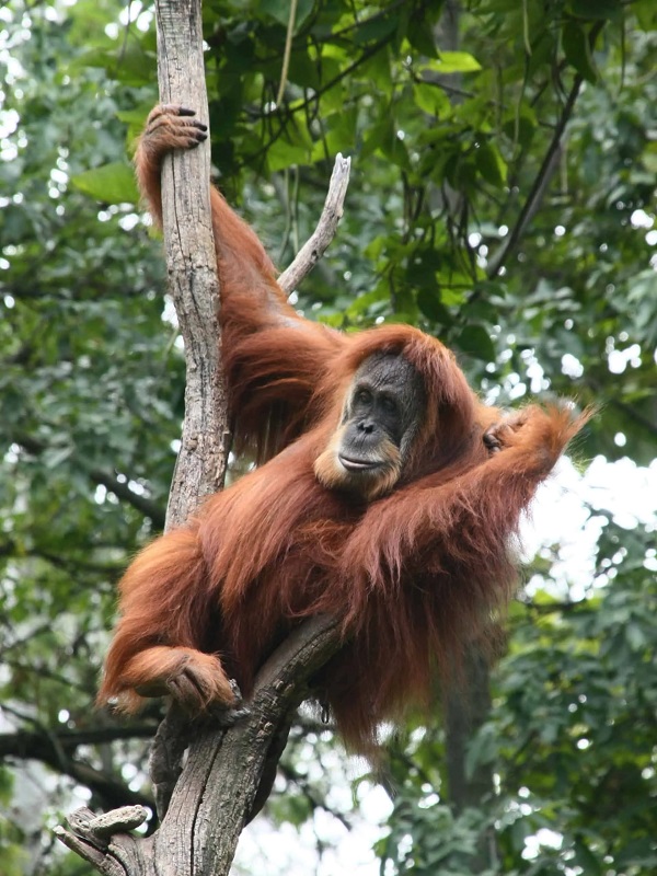 Mengenal Lebih Dekat Satwa Langka Orangutan di Indonesia